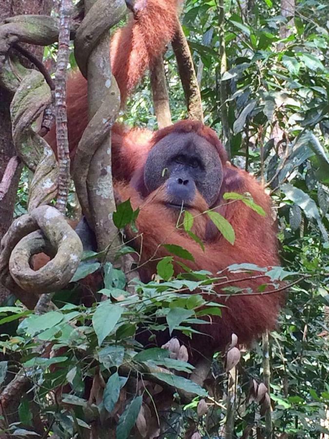 Indra Valley Inn Bukit Lawang Ngoại thất bức ảnh