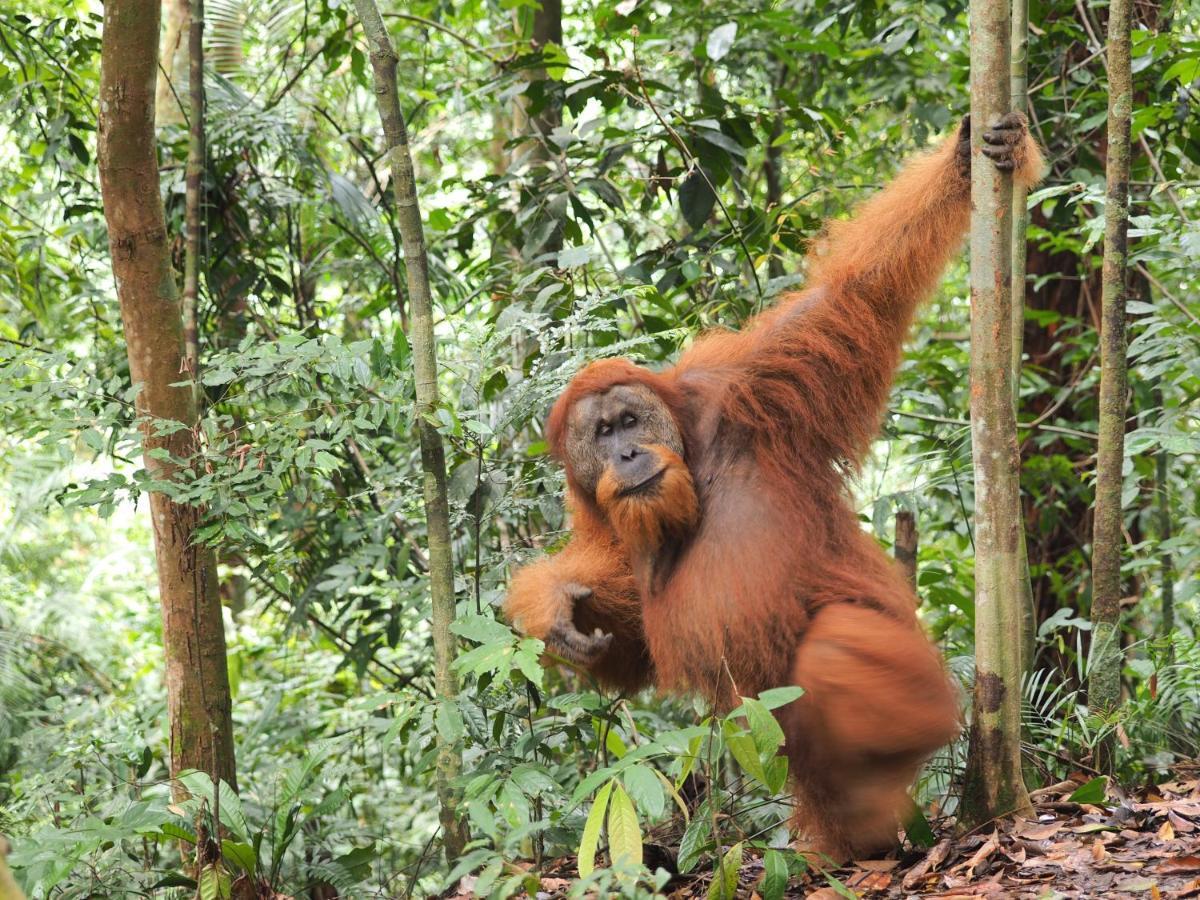 Indra Valley Inn Bukit Lawang Ngoại thất bức ảnh